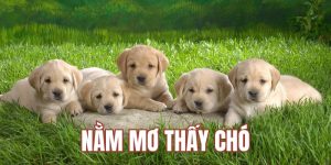 Nằm Mơ Thấy Chó