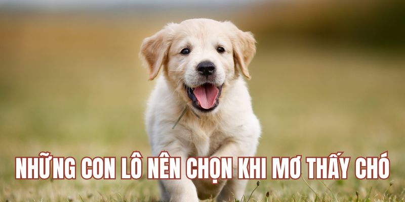 Những con lô nên chọn khi mơ thấy chó